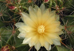 Ferocactus robustus