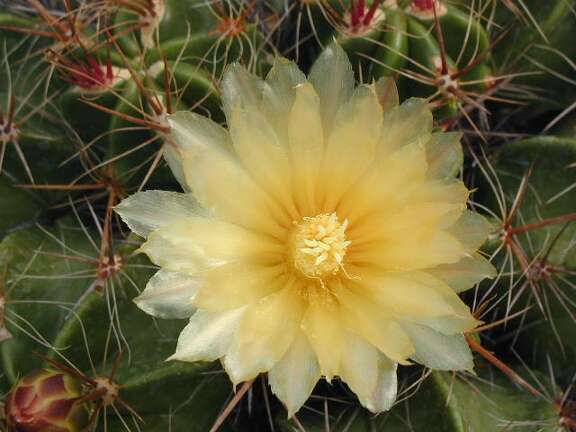 Ferocactus robustus