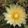 Ferocactus robustus