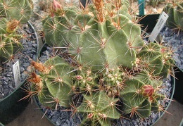 Ferocactus robustus pl