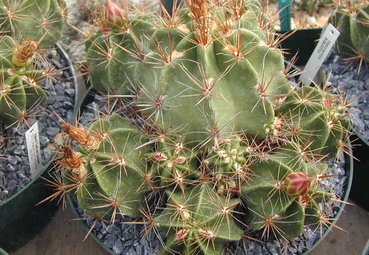 Ferocactus robustus pl