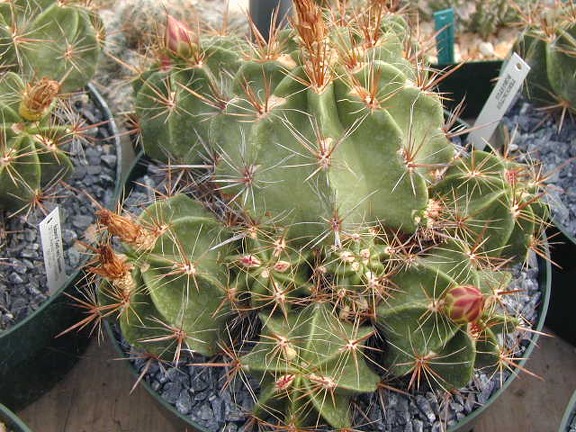 Ferocactus robustus pl
