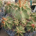 Ferocactus robustus pl