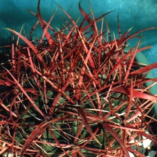 Ferocactus gracilis