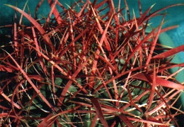 Ferocactus gracilis