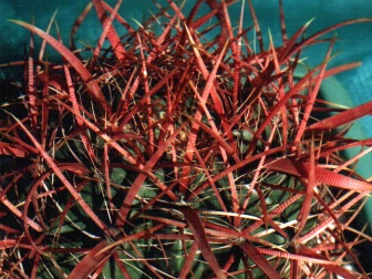 Ferocactus gracilis