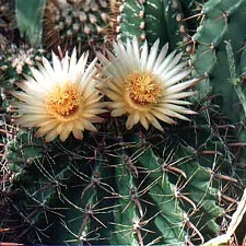 Ferocactus horridus