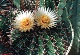 Ferocactus horridus