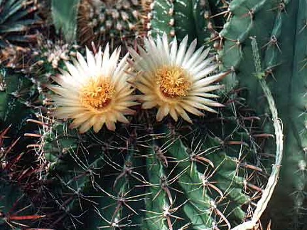 Ferocactus horridus