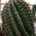 Ferocactus horridus
