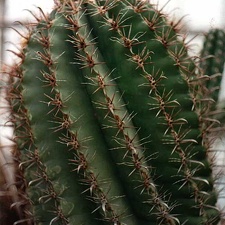 Ferocactus horridus