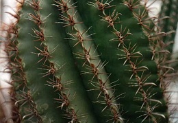 Ferocactus horridus