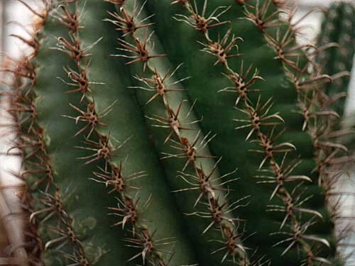 Ferocactus horridus