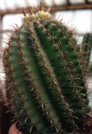Ferocactus horridus