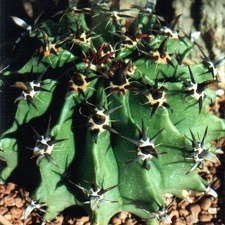 horridus v brevispinus