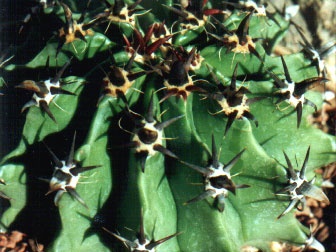 horridus v brevispinus