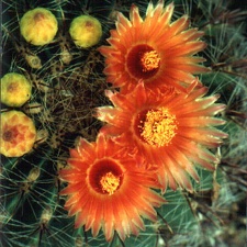 Ferocactus sp.