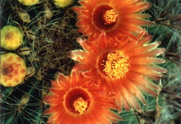 Ferocactus sp.