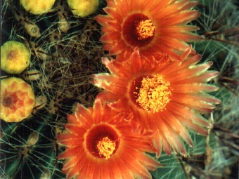 Ferocactus sp.