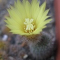 FRAILEA gracillima 2