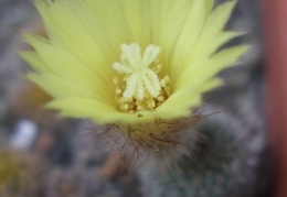 FRAILEA gracillima 2