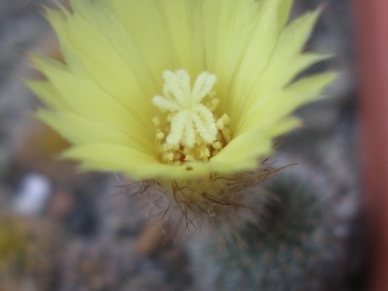FRAILEA gracillima 2
