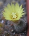 FRAILEA gracillima 2
