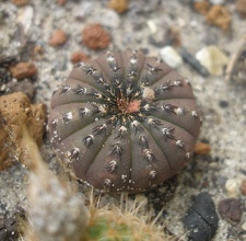Frailea asterioides
