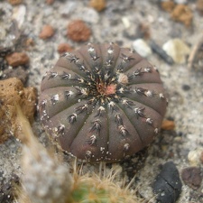 Frailea asterioides