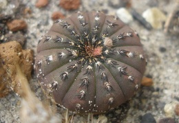 Frailea asterioides