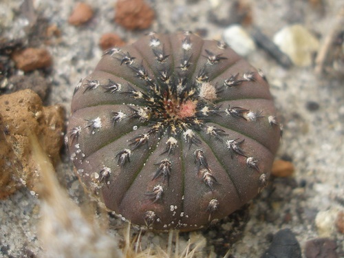 Frailea asterioides