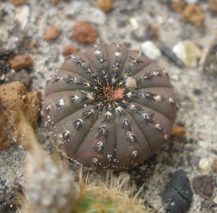 Frailea asterioides