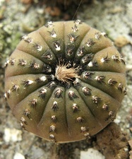 Frailea castanea