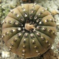 Frailea castanea