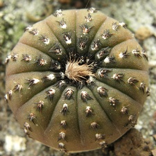 Frailea castanea