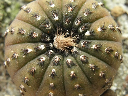 Frailea castanea