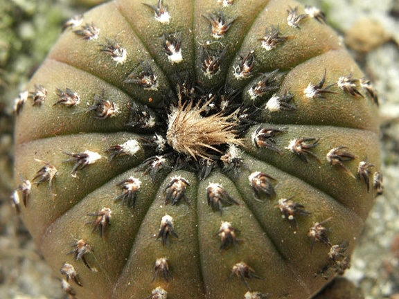 Frailea castanea