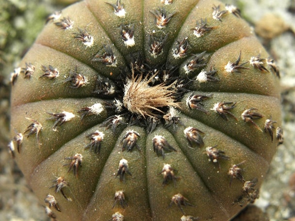 Frailea castanea