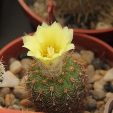 Frailea mammifera