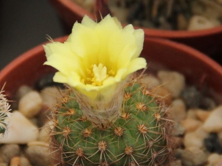 Frailea mammifera