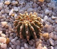 Geochintonia mexicana