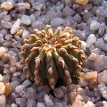 Geochintonia mexicana