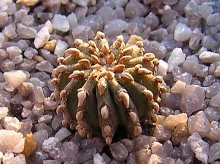 Geochintonia mexicana