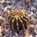 Geochintonia mexicana (2428 відвідувань) Geochintonia mexicana