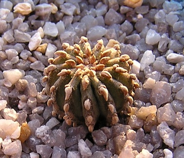 Geochintonia mexicana