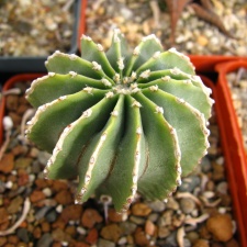 Geohintonia mexicana