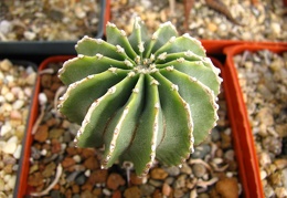 Geohintonia mexicana