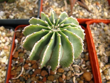Geohintonia mexicana