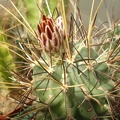 Glandulicactus uncinatus1 Tit FG 