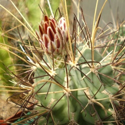 Glandulicactus